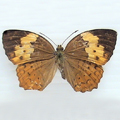 Southern Indian Rustic Cupha erymanthis maja